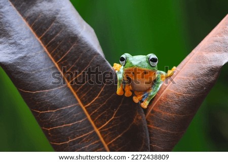Beautiful Javanese tree frog sitting on a flower leaf, tree frog in the leaf