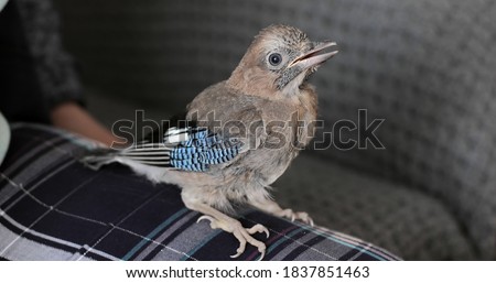 A beautiful jay sits on a woman's knees. A small bird is sitting in the house.