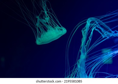 Beautiful Jellyfish Aesthetic Intertwining Jellyfish Tentacles On A Dark Background