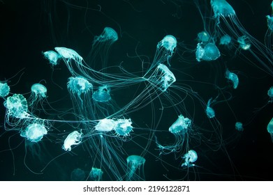 Beautiful Jellyfish Aesthetic Intertwining Jellyfish Tentacles On A Dark Background