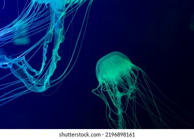 Beautiful Jellyfish Aesthetic Intertwining Jellyfish Tentacles On A Dark Background