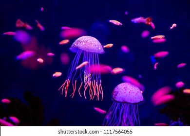 beautiful jellyfish in the aquarium, fotografie de stoc