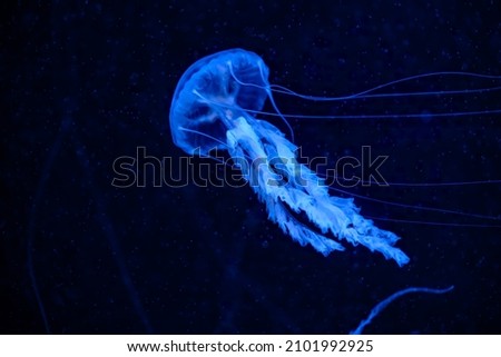 Beautiful jellyfish in dark water. Cute blue jellyfish on black background