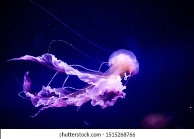 Beautiful jellyfish, medusa in the neon light with the fishes. Aquarium with blue jellyfish and lots of fish. Making an aquarium with corrals and ocean wildlife. Underwater life in ocean jellyfish. - Powered by Shutterstock