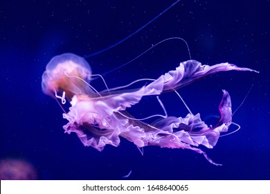 美しいクラゲ 魚とネオンの光にメドーサ 青いクラゲと魚が多い水族館 サンゴや海の野生生物を使った水族館を作る 海洋クラゲの水中生活 写真素材 Shutterstock 美しいクラゲ 魚とネオンの光にメドーサ 青いクラゲと魚が多い水族館 サンゴや海の野生生物を使った水族館を作る 海洋クラゲの水中生活 写真素材 Shutterstock