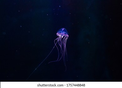 Beautiful jellyfish, medusa in the neon light with the fishes. Aquarium with blue jellyfish and lots of fish. Making an aquarium with corrals and ocean wildlife. Underwater life in ocean jellyfish. - Powered by Shutterstock