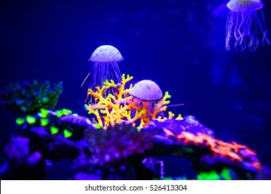 Beautiful jellyfish, medusa in the neon light with the fishes. Aquarium with blue jellyfish and lots of fish. Making an aquarium with corrals and ocean wildlife. Underwater life in ocean jellyfish. - Powered by Shutterstock