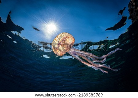 Beautiful jellyfish underwater in Mediterranean sea, Pelagia noctiluca