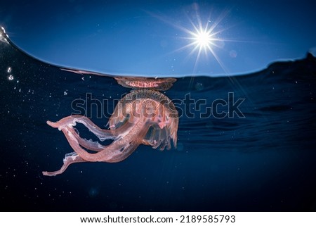 Beautiful jellyfish underwater in Mediterranean sea, Pelagia noctiluca