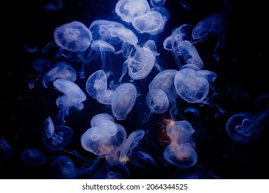 Hermosos detalles medusas 