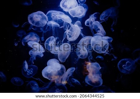 Beautiful jellyfishes details, closeup shot of swimming underwater on black background. Amazing nature, medusa with tentacles. Calming beautiful photo