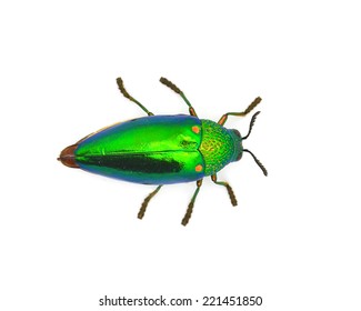 15,219 Top view bug Images, Stock Photos & Vectors | Shutterstock