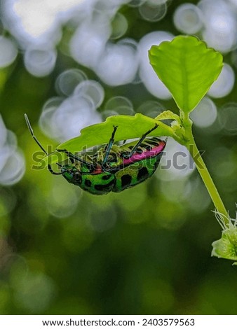 Beautiful jewel bugs hanging on leaf with bukeh background