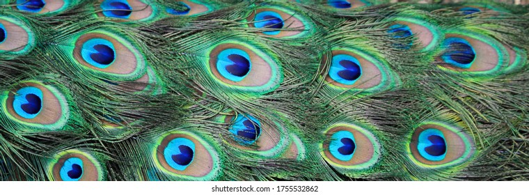 Vibrant Shades Stunning Blue And Purple Feathers In Close Up Fashion Macro  Photography Background, Feather Texture, Peacock, Blue Bird Background  Image And Wallpaper for Free Download