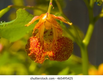 Beautiful Jewel Weed Flower Golden In The Summer Sun Macro