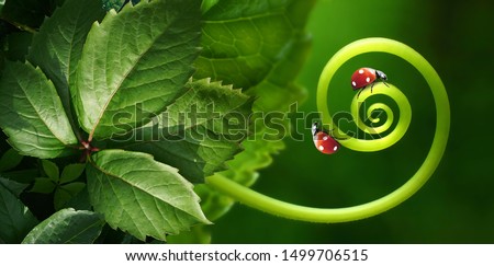 Beautiful juicy leaves, curl plants, two ladybirds macro glows in sun on dark green saturated background outdoors. Wallpaper - artistic image of purity and fragility of nature, wide format.
