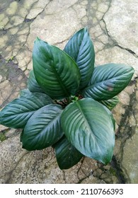 Beautiful Jumbo Leaf Phylum Shoe Ornamental Plant