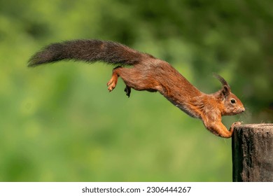 Beautiful jumping Red Squirrel (Sciurus vulgaris) landed on a tree trunk in the forest of Noord Brabant in the Netherlands.
                                                                  
