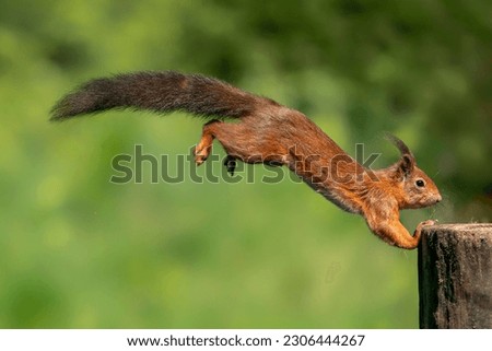 Beautiful jumping Red Squirrel (Sciurus vulgaris) landed on a tree trunk in the forest of Noord Brabant in the Netherlands.
                                                                  