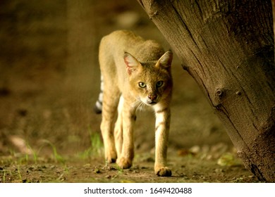 Beautiful Jungle Cat Walking Forward