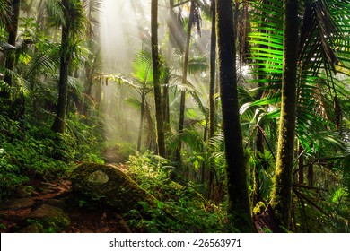rainforest background