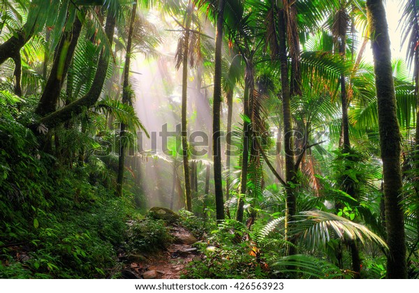 Beautiful jungle path through the El Yunque national\
forest in Puerto Rico