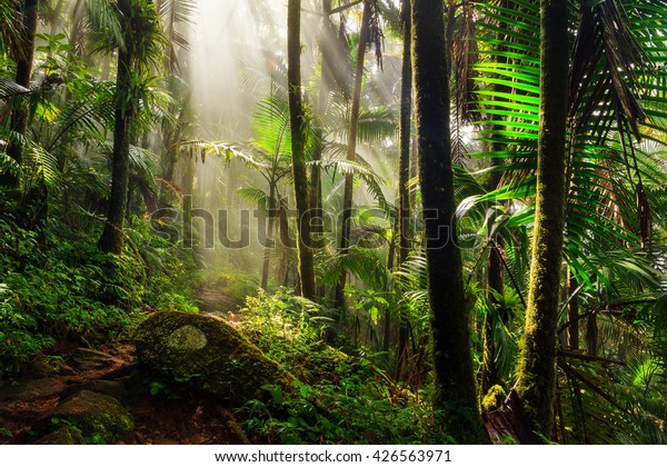 Beautiful jungle path through the El Yunque national\
forest in Puerto Rico
