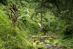 Beautiful Jungle Scene: Bridge Across Stream And Balinese Waterfalls On Lush Hillside In Rainforest - Bali, Indonesia