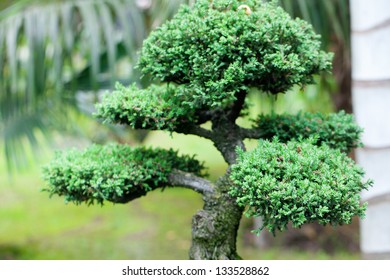 Japanese Garden Juniper Images Stock Photos Vectors Shutterstock