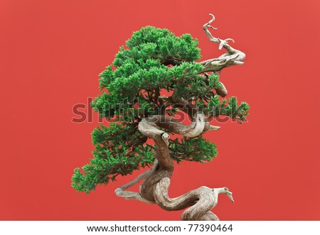 beautiful juniper bonsai over red background