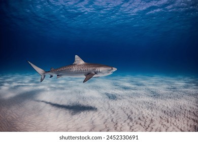 Beautiful, juvenile female tiger shark named Harlequin swimming in blue Bahamian waters off Bimini Island, The Bahamas.