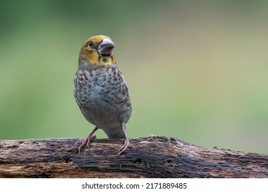  Beautiful juvenile Hawfinch (Coccothraustes coccothraustes) on a branch in the forest of Noord Brabant in the Netherlands.
                                                                             - Shutterstock ID 2171889485