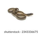 A beautiful juvenile Plains Garter Snake is isolated and photographed against a white background.