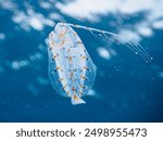 A beautiful juvenile Tokai dwarf lefteye flounder, Arnoglossus yamanakai.
This is a very rare deep-sea fish.
Hirizohama beach, Nakagi, Minami-Izu, Izu Peninsula, Shizuoka pref, Japan.
Sep. 2023
