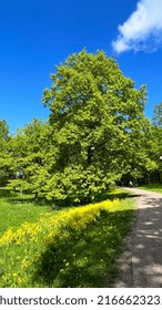 Beautiful Kadriorg Park Located In Tallinn