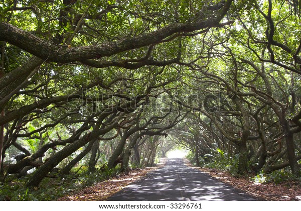 Beautiful\
Kalapana road with tree canopy and\
bikers