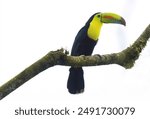 Beautiful keel-billed toucan (Ramphastos sulfuratus) perched on a tree branch.