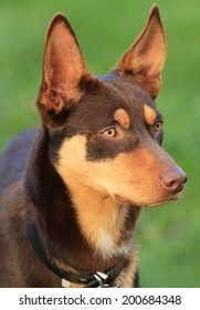 Beautiful Kelpie (a breed of Australian sheep dog) in late afternoon light. 