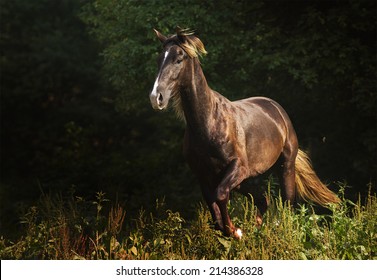 Beautiful Kentucky Mountain Saddle Horse Running In Nature