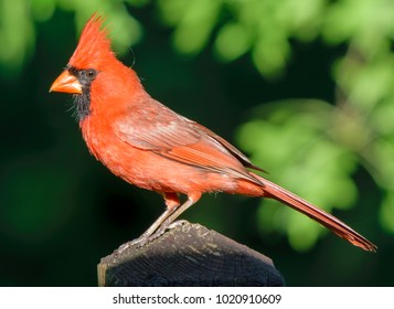 Beautiful Kentucky's Male Red Cardinal Bird Perching On Deck-urban Wildlife Photography Summer 