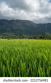 Beautiful Kerala Village And Paddy Field