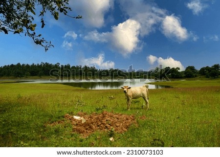 The beautiful Ketki Lake at Belpahari, Jhargram with a cow grazing and reflection of blue sky and white clouds. Selective focus.