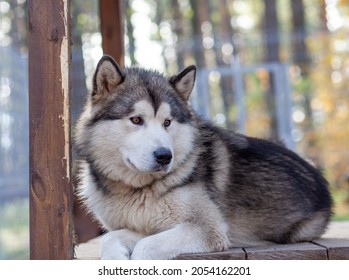 A beautiful and kind Alaskan Malamute shepherd sits in an enclosure behind bars and looks with intelligent eyes. Indoor aviary. 