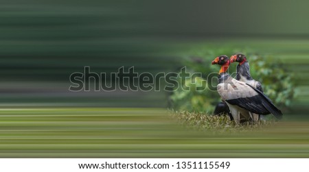 Similar – Great crested grebe displaying mating feathers on water