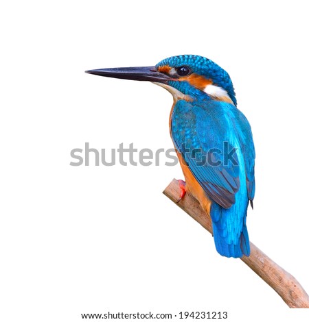 A beautiful Kingfisher bird, male of Common Kingfisher (Alcedo athis) sitting on a branch, back profile