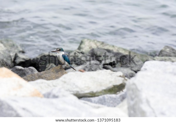 Beautiful kingfisher while resting near a beach\
on top of rocks somewhere in\
Singapore