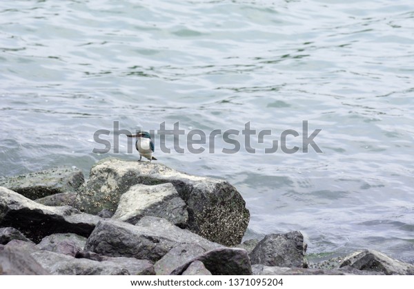 Beautiful kingfisher while resting near a beach\
on top of rocks somewhere in\
Singapore