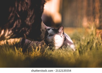 Beautiful Kiss Between Bernese Mountain Dog And Cat At Sunset