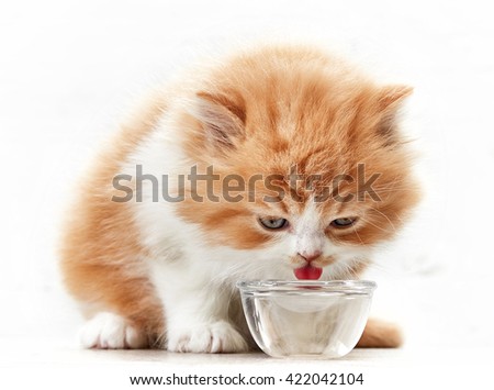 beautiful kitten drinking water from glass bowl