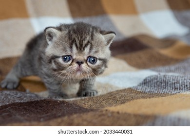 1,003 Brown tabby exotic cat Images, Stock Photos & Vectors | Shutterstock